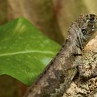 Mopskopfleguan - fotografiert in der Terrarienausstellung