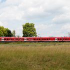 Mopsnasen in Niederbayern I