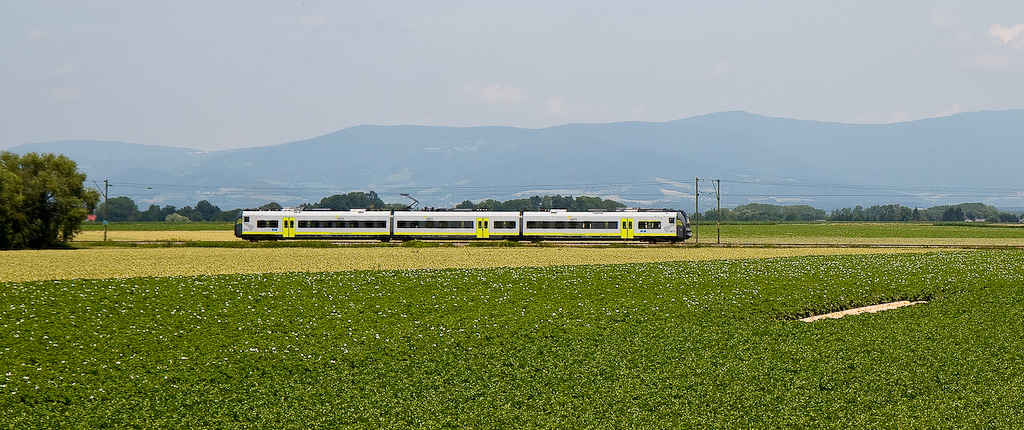 Mopsnasen in Niederbayern III