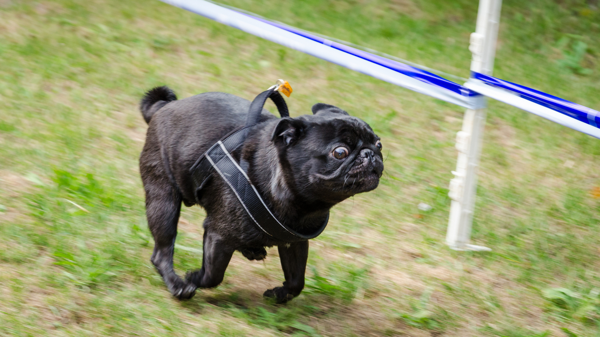 Mopssprint