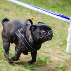 Mopssprint