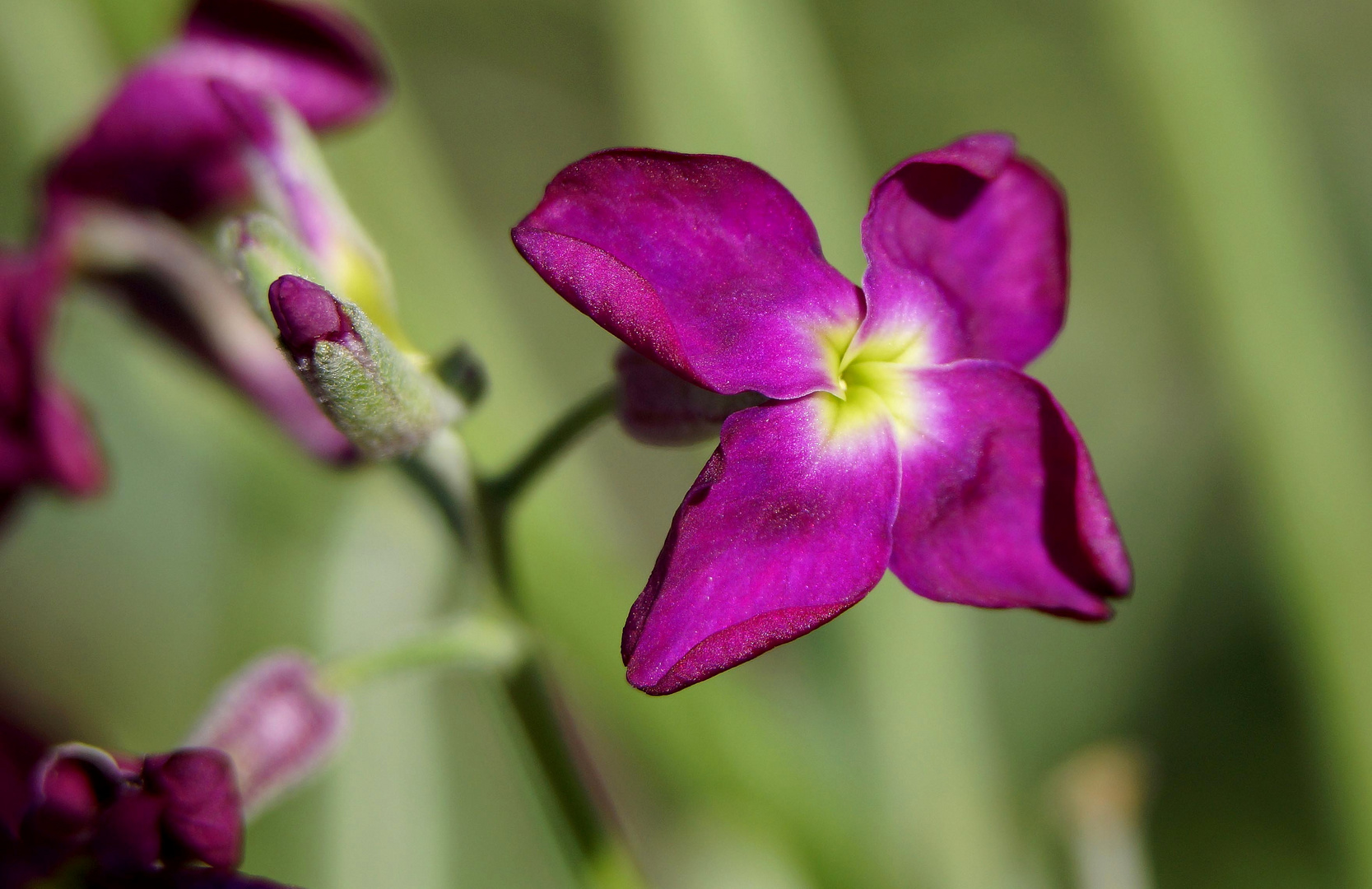 Morado