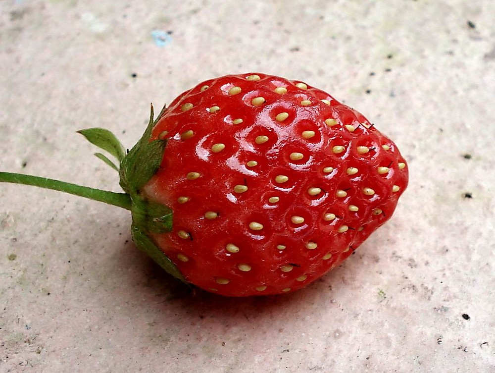 Morango-Strawberry