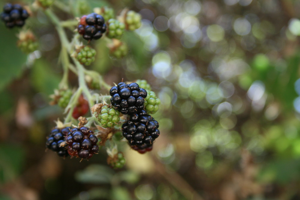 moras