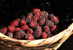 moras