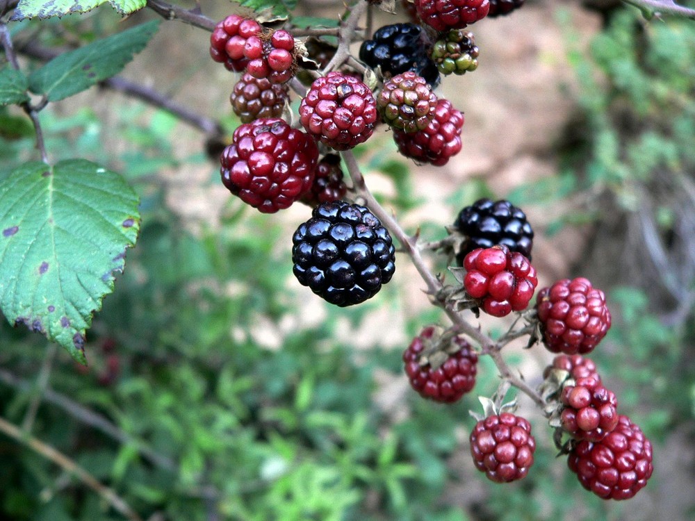 MORAS