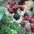 MORAS