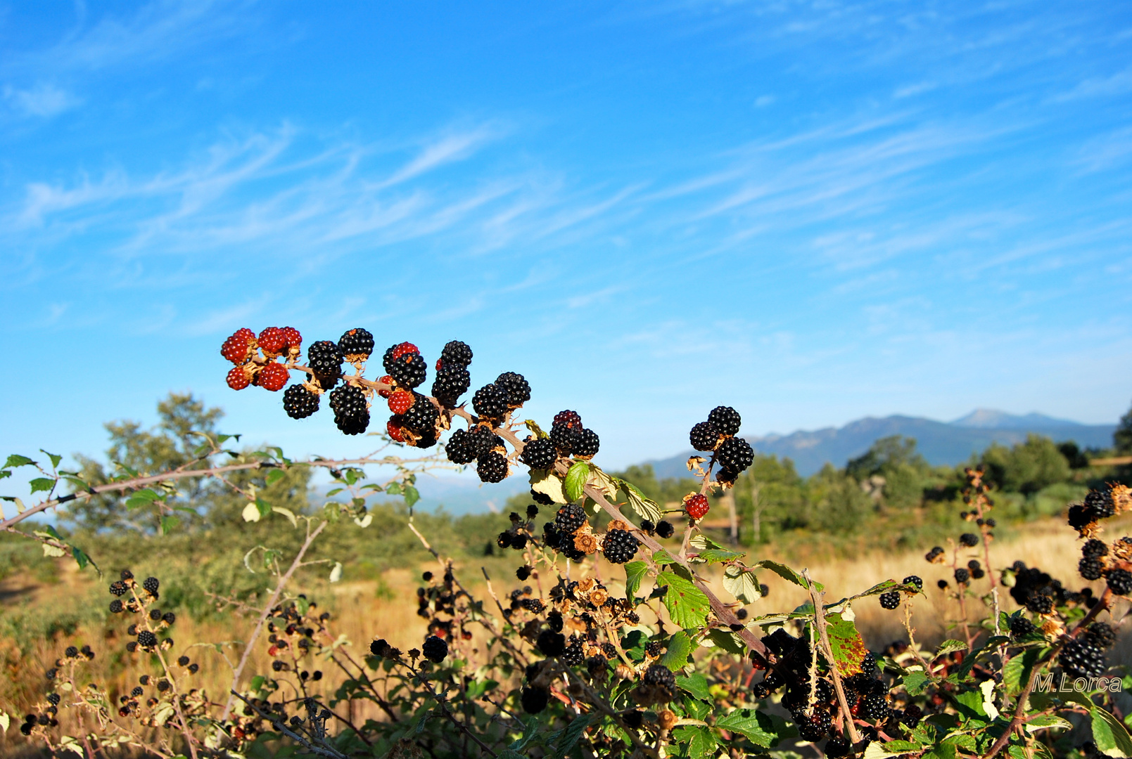 moras