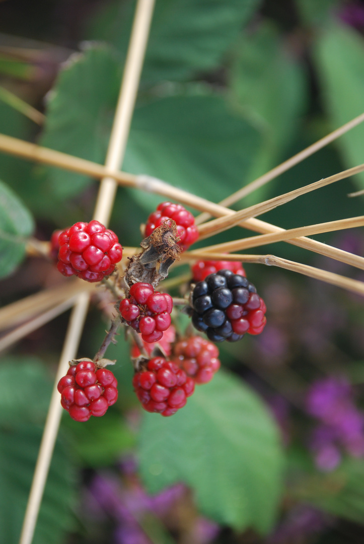 moras con palillos