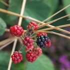 moras con palillos