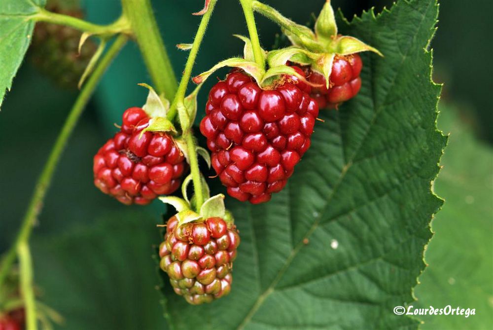 Moras rojas