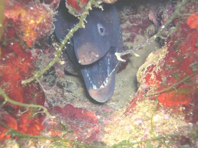 Moray