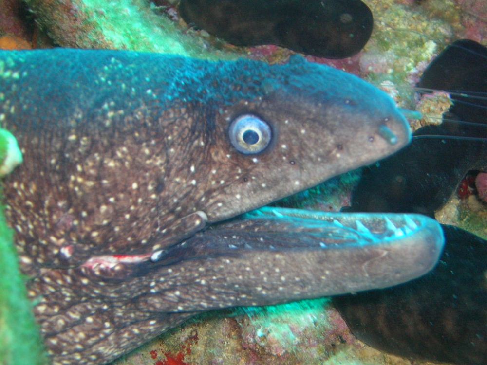 Moray