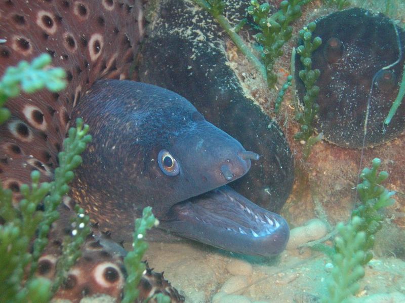 moray