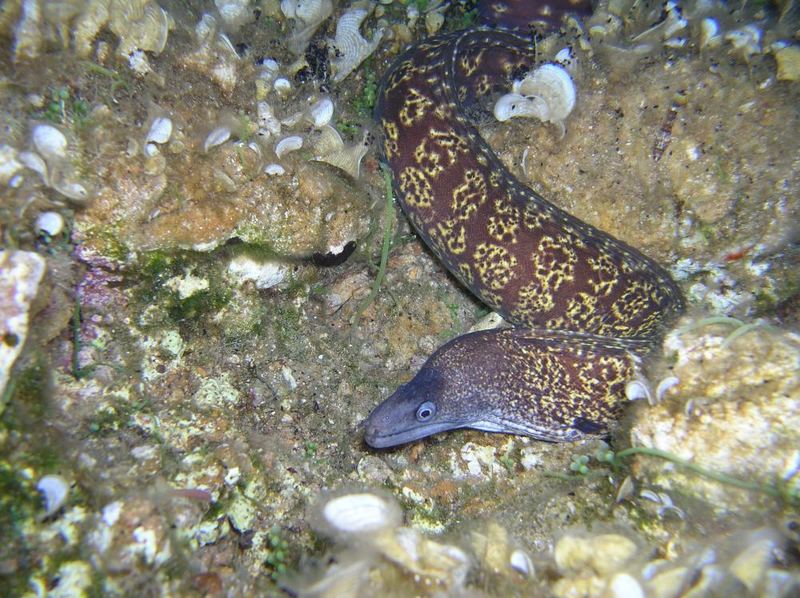 Moray