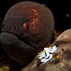 Moray and Nudibranch