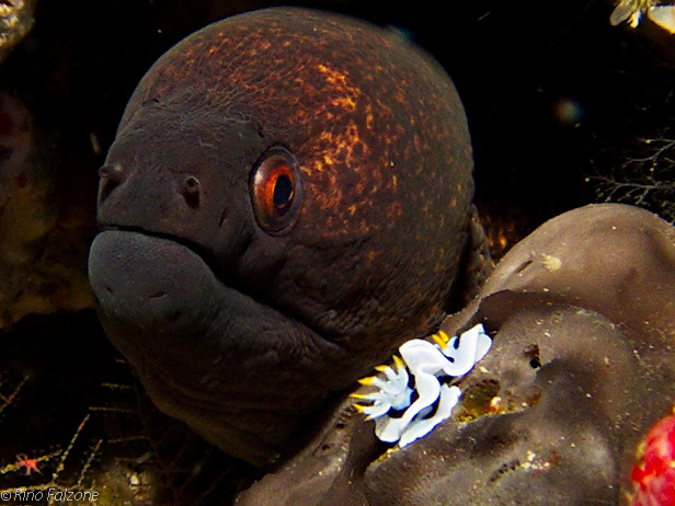 Moray and Nudibranch