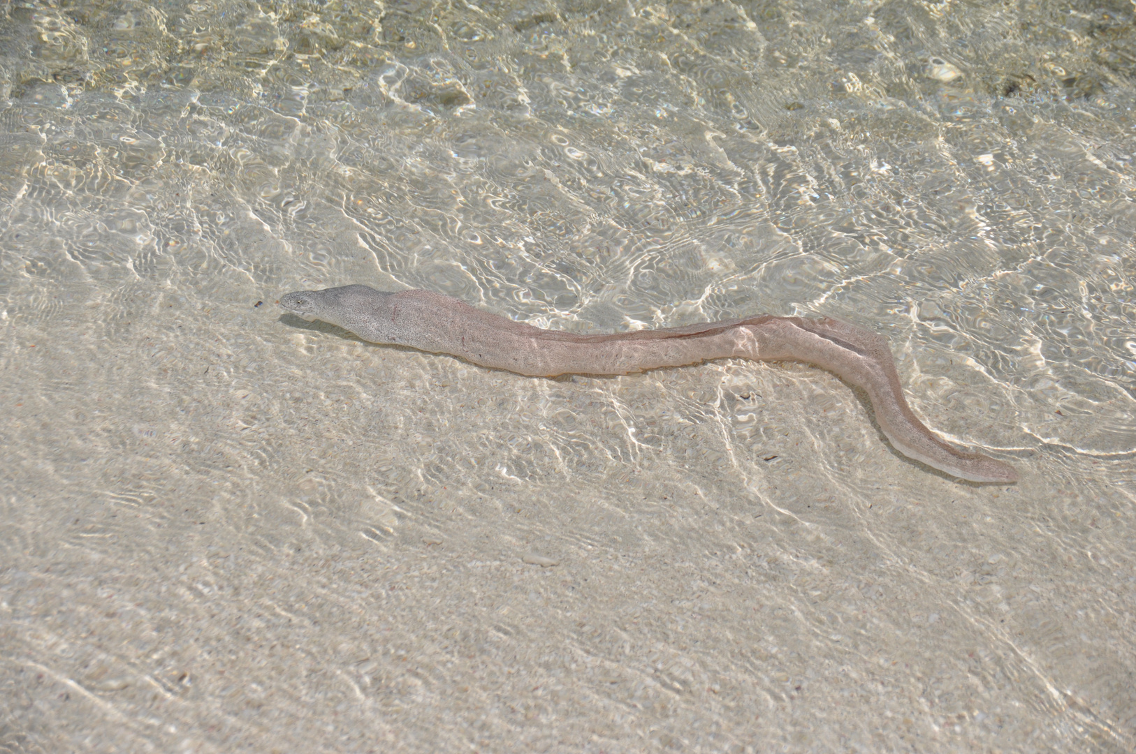 ...moray eel...