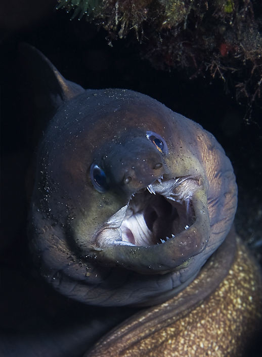 Moray Eel