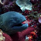 Moray Eel