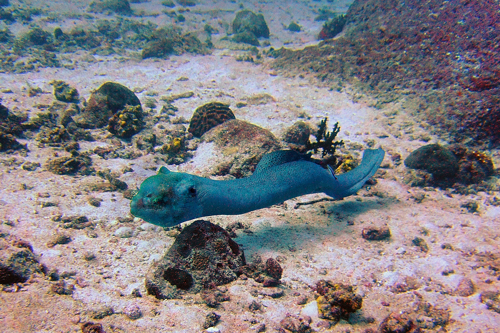 Moray eel in the free environment