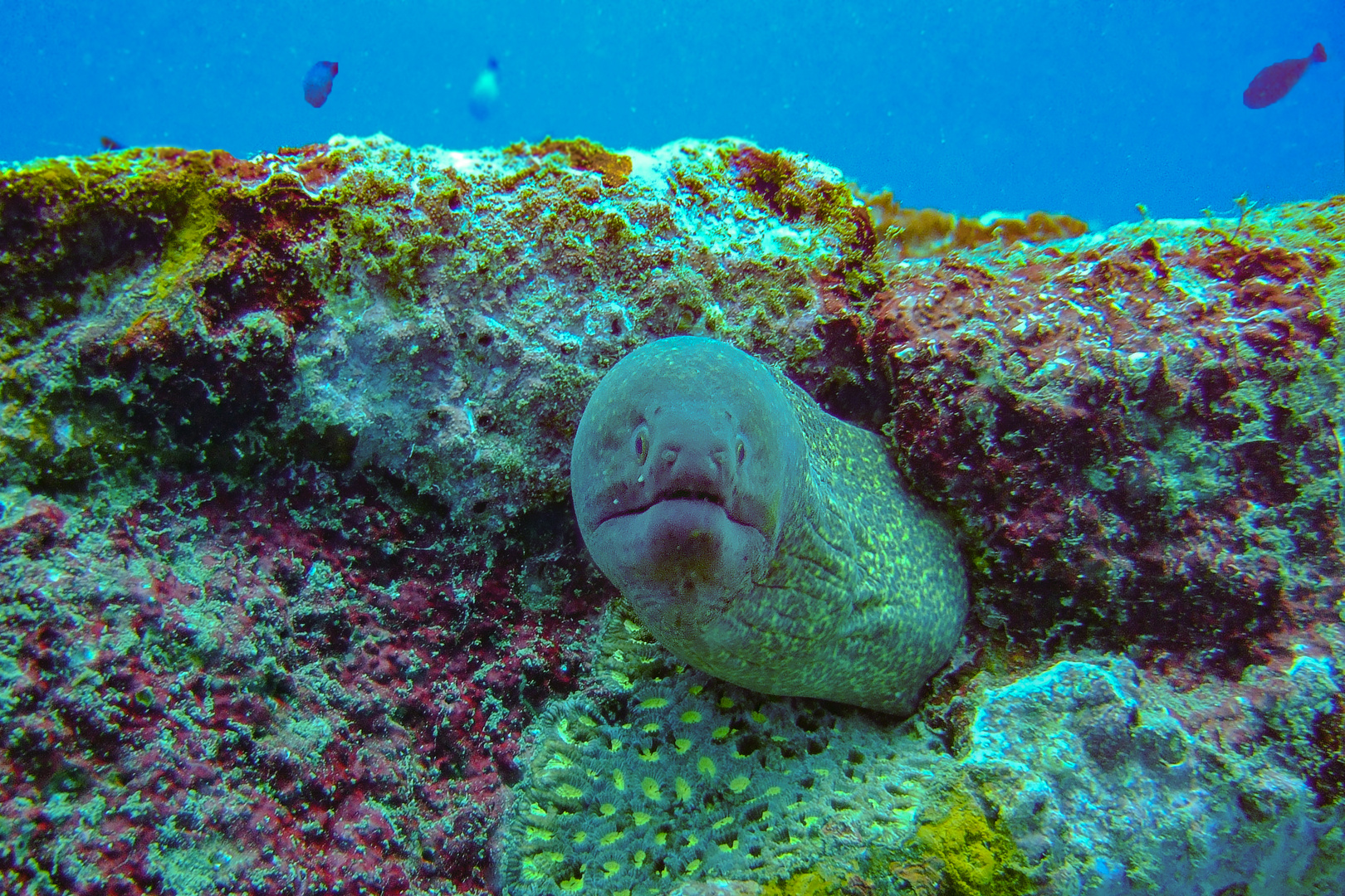 Moray eel looking out the cave