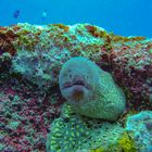 Moray eel looking out the cave