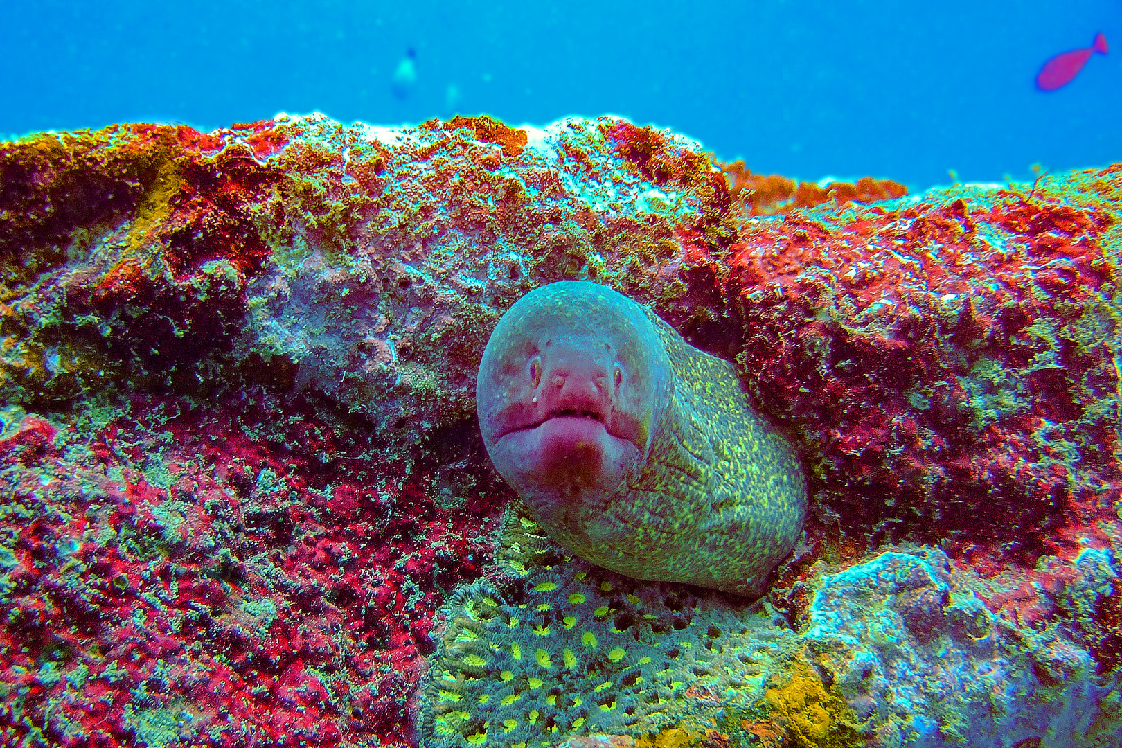 Moray eel looking out the cave