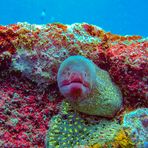 Moray eel looking out the cave