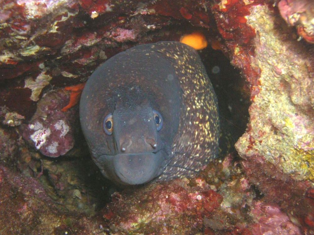 Moray