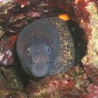 Moray