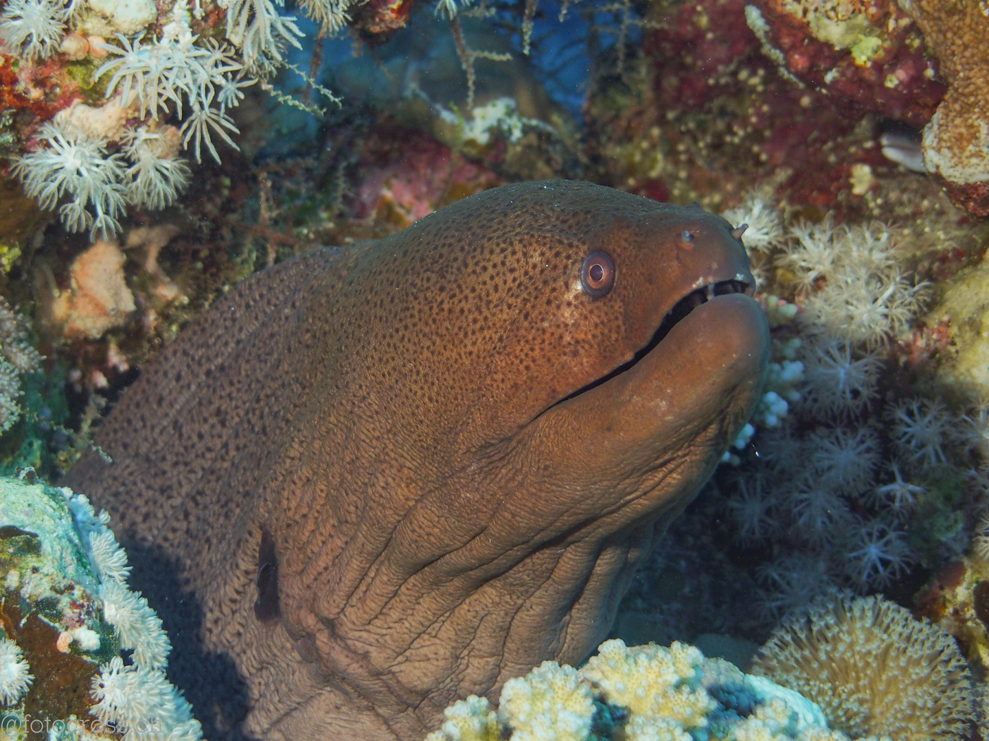 Morayeel