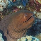 Morayeel