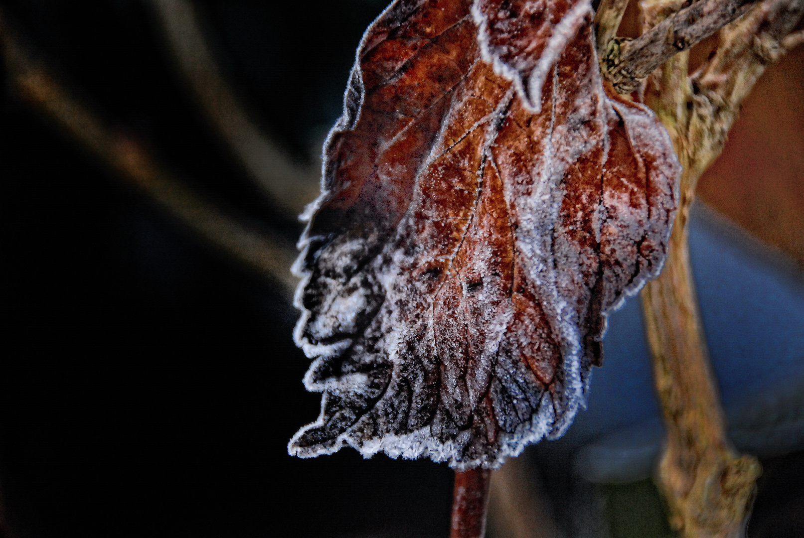 Morbide Foto & Bild pflanzen, pilze & flechten, pflanzen im winter