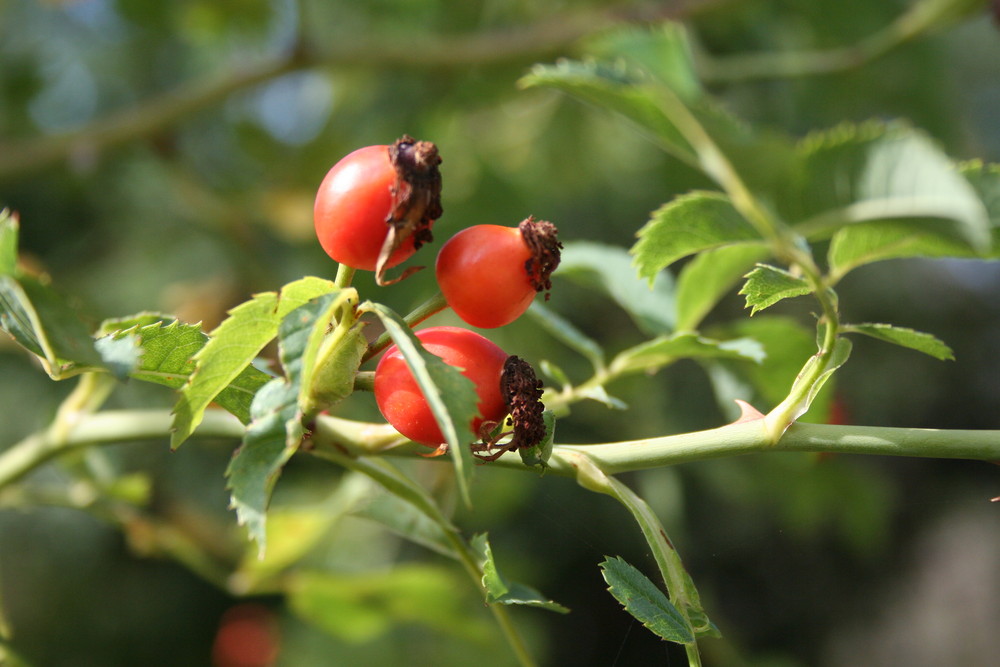 Morbide bacche rosse