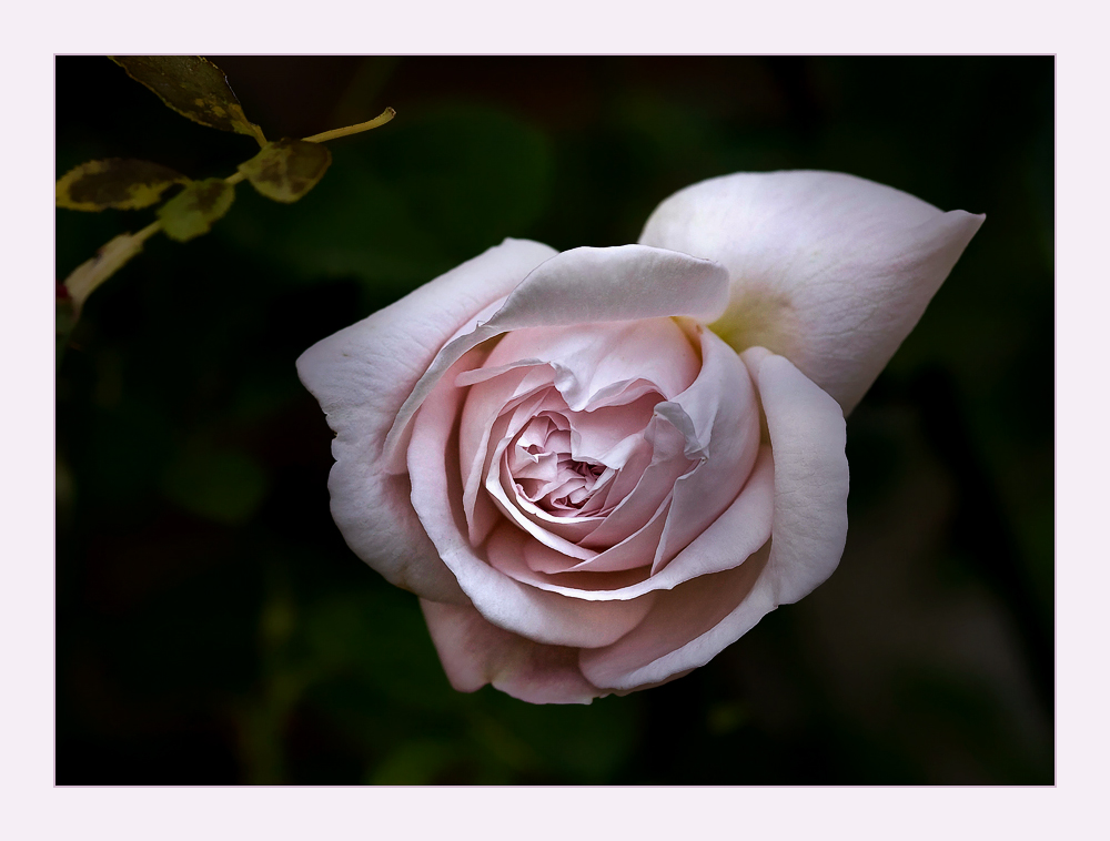 Morbide Rose - morbid rose....