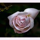Morbide Rose - morbid rose....