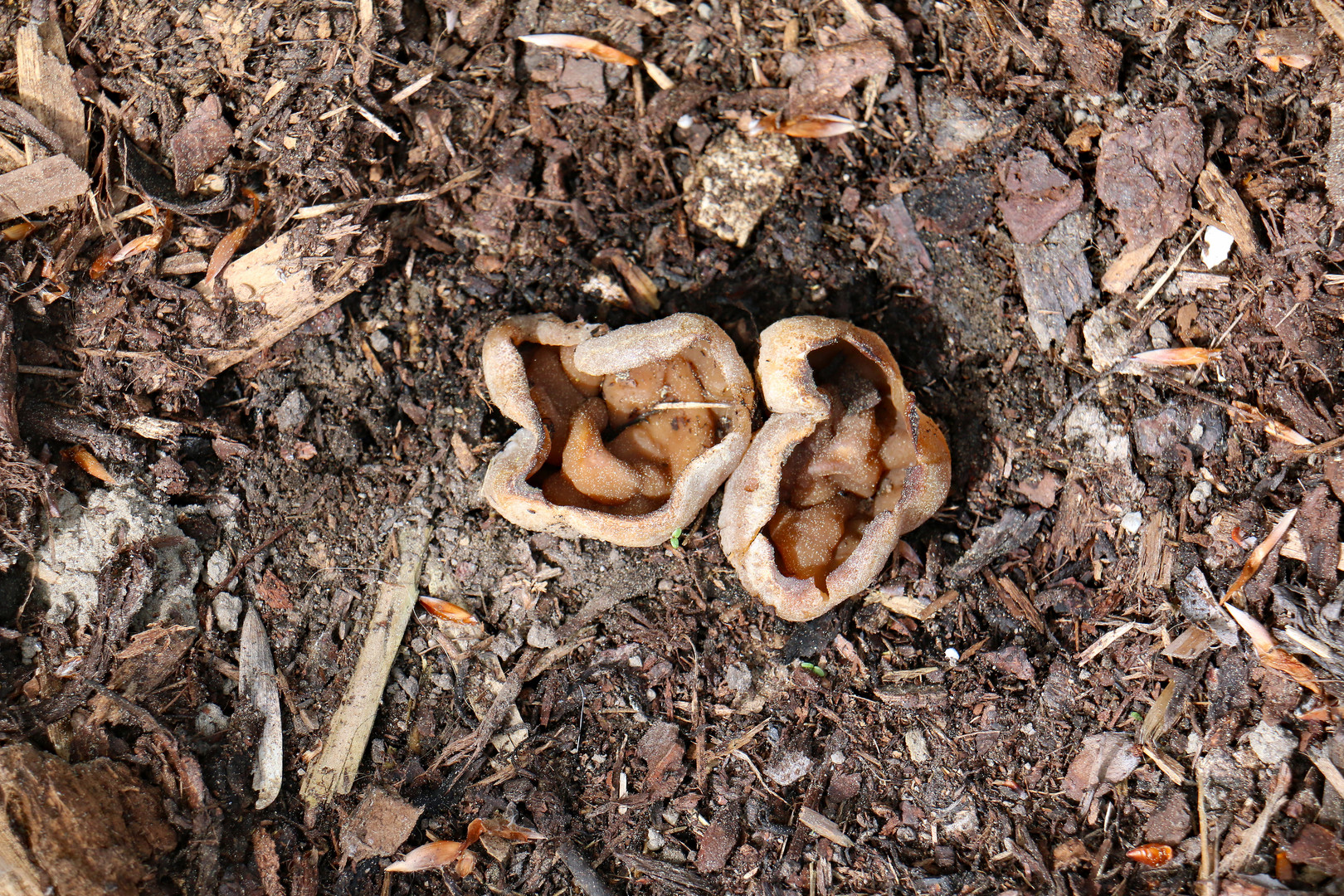 Morchelbecherling Im Garten Foto Bild Pflanzen Pilze