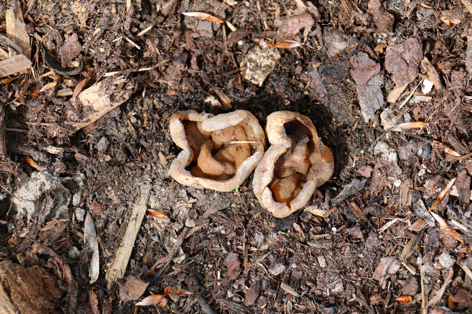 Morchelbecherling im Garten