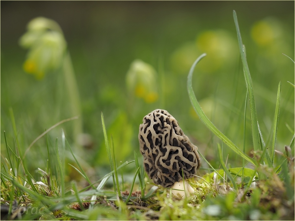 Morchelfrühling