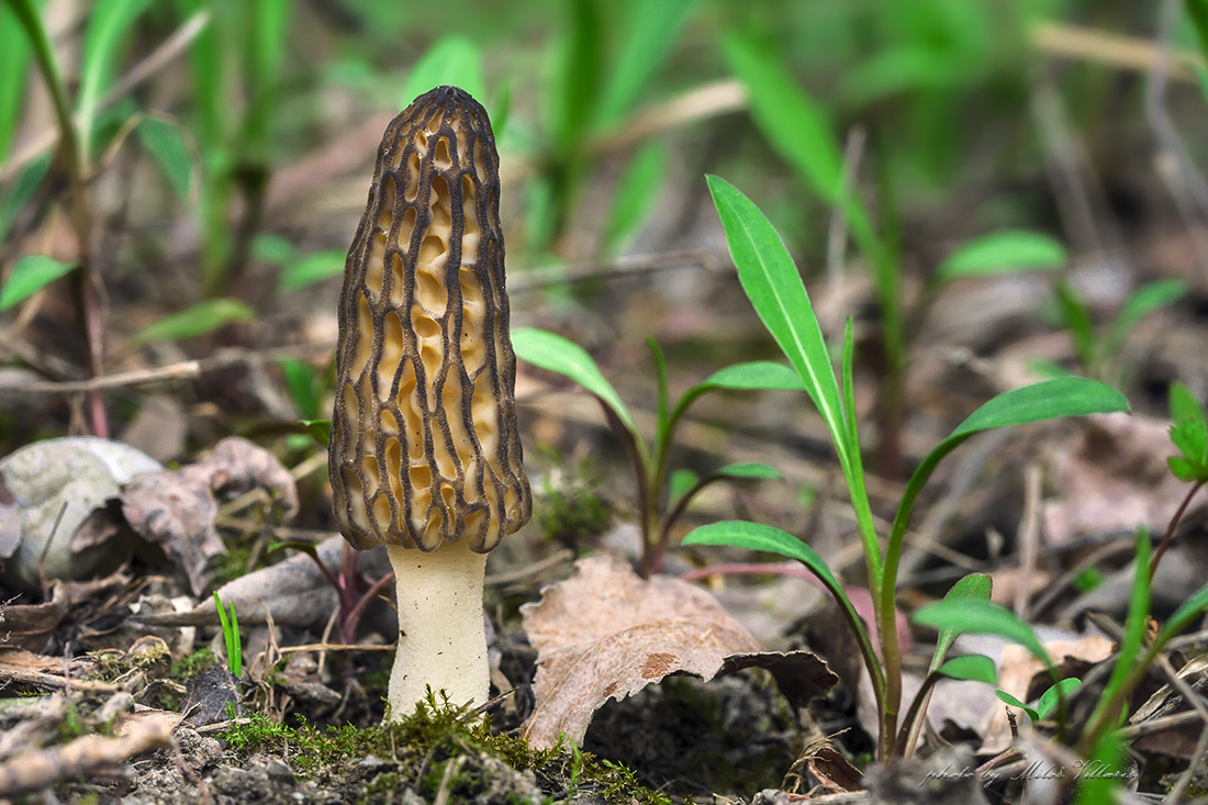 Morchella angusticeps