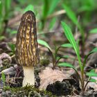 Morchella angusticeps