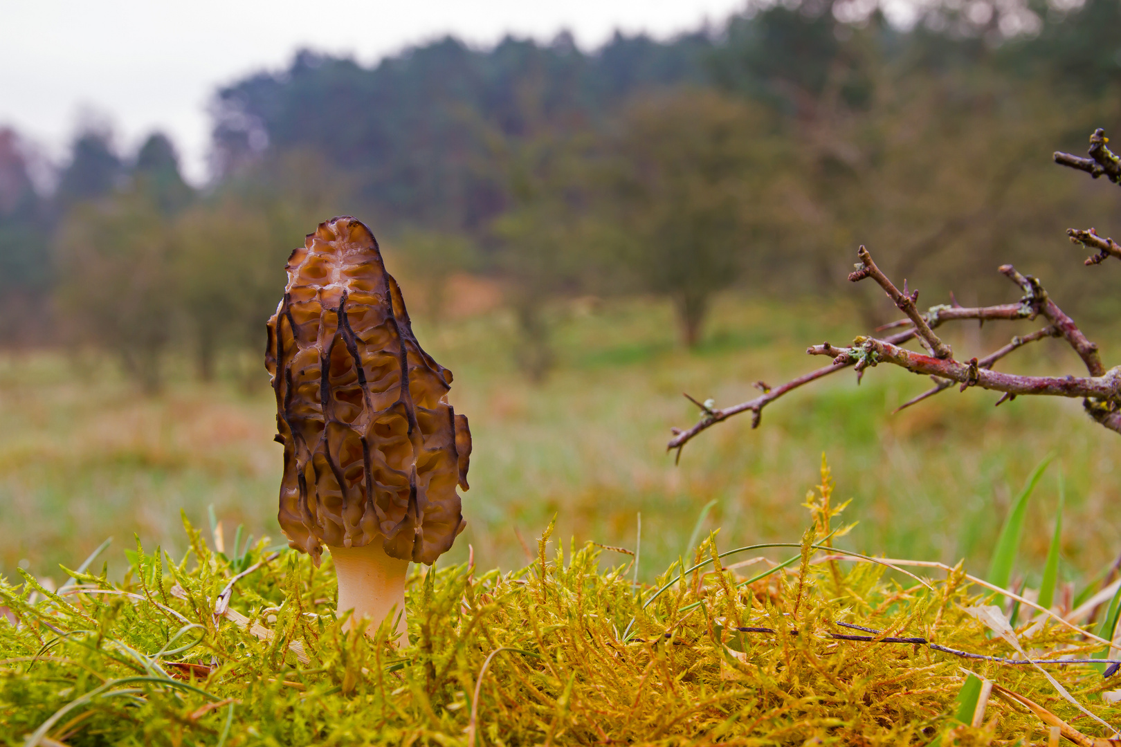 Morchella conica