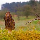 Morchella conica