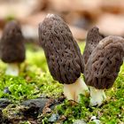 Morchella conica