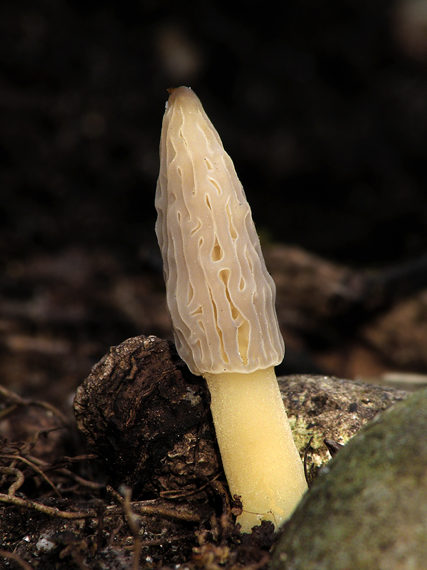 Morchella conica