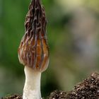 Morchella conica