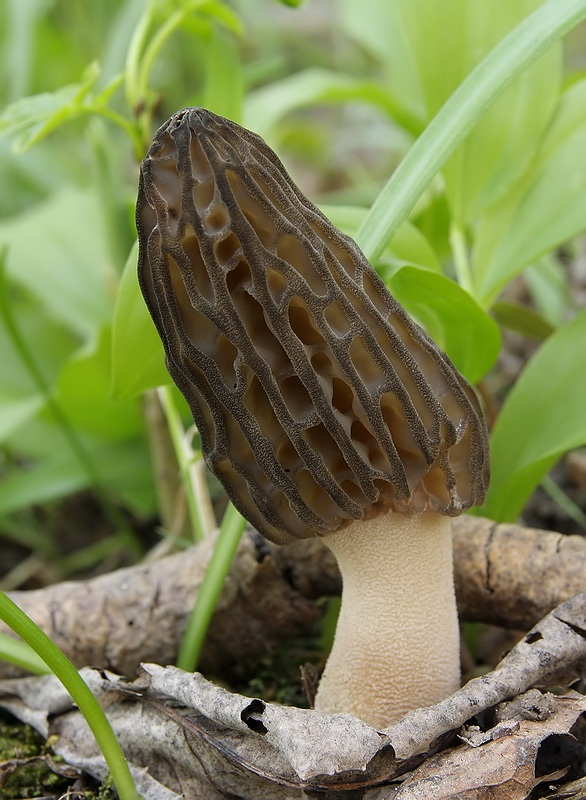 Morchella conica - smrcok kuzelovity