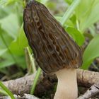 Morchella conica - smrcok kuzelovity