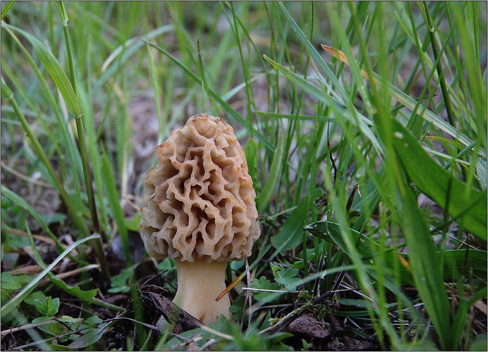 Morchella esculenta